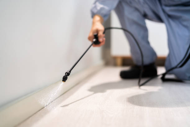 Bed Bug Pre-Treatment Preparation Assessment in Kings Park West