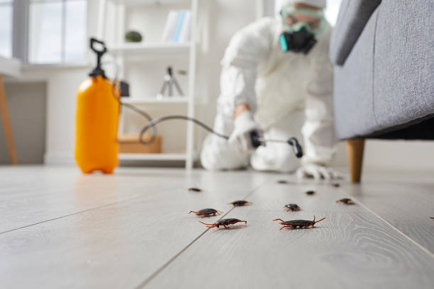 Post-Treatment Bed Bug Interceptor Monitoring in Kings Park West